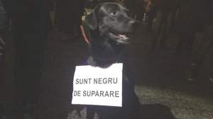 Câinii aduși de stăpâni la protestele din Piața Victoriei, eroi într-un reportaj BBC