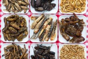 Val de dezinformări după ce Comisia Europeană a autorizat consumul de insecte: „Nu vreau lăcuste la micul-dejun”