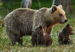 Guvernul „rezolvă&quot; problema urşilor: îi dă la export