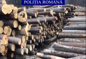 Percheziții la mafia lemnului din Mureș: prejudiciu de peste jumătate de milion de lei (VIDEO)