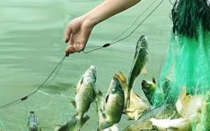 Peste două tone de pești au dispărut dintr-o fermă piscicolă din județul Mureș. 12 indivizi au fost reținuți