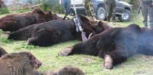 Sălbăticiunile din pădurile României, asemănate cu teroriștii. Ministerul Mediului pregătește masacrarea urșilor