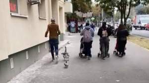 Funny! Cu animalele de companie, la plimbare prin București (VIDEO)