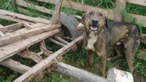Hoți din Botoșani, cercetați penal pentru schingiuirea și uciderea câinilor dintr-o gospodărie. Bietele animale au apărat casa până-n ultima clipă