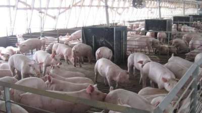 CE aprobă ajutoare de 56 de milioane de euro pentru sprijinirea sectorului porcinelor și păsărilor din România
