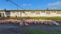 Peste 700 de cadavre de porci morți de pestă, incinerate la o fermă din Arad: capacitatea incineratoarelor a fost depășită