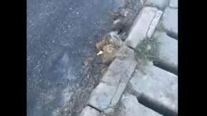 Drumarii au pus asfalt peste un câine mort, pe un drum din Sibiu (VIDEO)