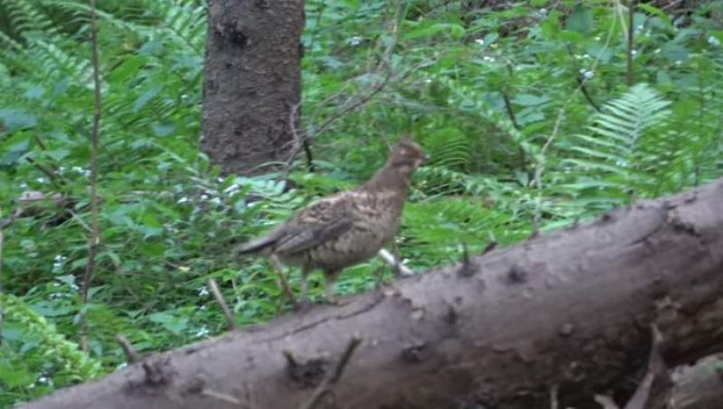 Întâlnire rară cu o găinușă de alun, într-o pădure din zona Putna (VIDEO)