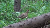 Întâlnire rară cu o găinușă de alun, într-o pădure din zona Putna (VIDEO)