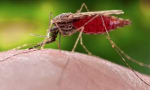 Primele cazuri de malarie în SUA după 20 de ani, diagnosticate în Texas și Florida