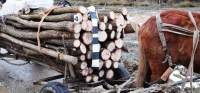 Hoți de lemne, reținuți de polițiștii ieșeni: au tăiat mai mulți copaci din pădurea de la Horlești