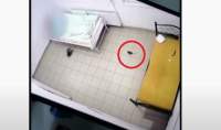 Șobolan surprins printre paturile pacienților de la Spitalul de Psihiatrie Socola (VIDEO)