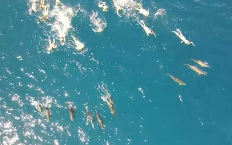 33 de turiști, cercetați de poliție după ce ar fi hărțuit un grup de delfini rotitori, în Hawaii. Specia este protejată de lege
