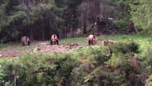 Inginer silvic: „Urșii nu mai au ce să mănânce în pădure. Numărul lor este triplu faţă de efectivul optim”