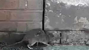Șobolan „de mărimea unei pisici”, filmat de mai mulți lucrători de la salubrizare
