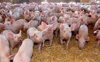 Focar de pestă porcină la o fermă din Iași: 20.000 de animale vor fi eutanasiate