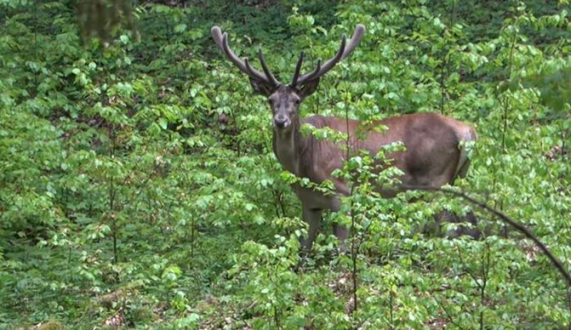Imagini inedite într-o pădure din Putna: un cerb tânăr și noile sale perechi de coarne (VIDEO)
