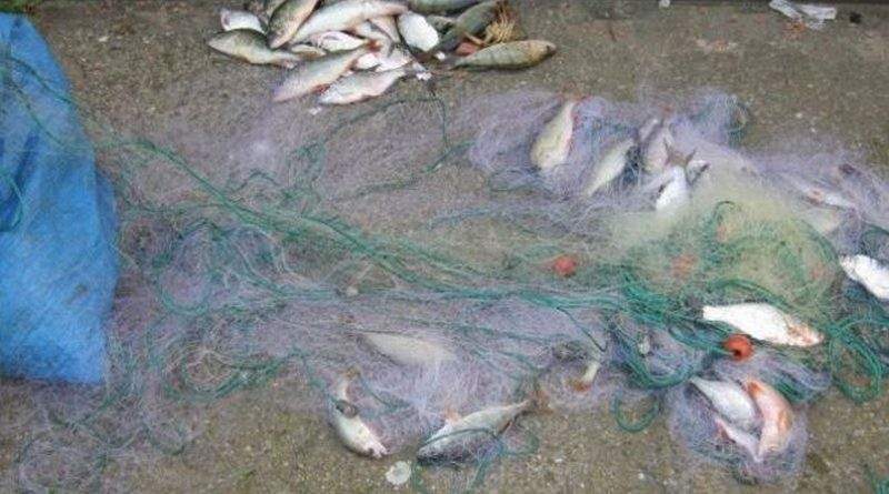 Activiștii de mediu cer autorităților să suspende autorizațiile de pescuit industrial pe Olt, Siret și Prut