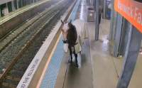 Momentul în care un cal de curse aleargă pe peronul unei gări din Australia, sub privirile călătorilor. „Avea chef de joacă” (VIDEO)