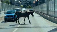 Rătăcit în jungla urbană! Un cal a blocat circulația pe Pasajul „Octav Băncilă” din Iași