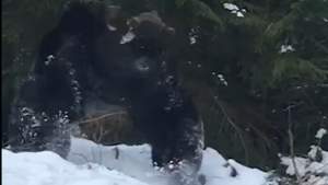Imagini foarte rare și spectaculoase cu o confruntare puternică între doi urși într-o pădure din Suceava (VIDEO)