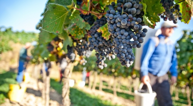 La producția de vin îi batem pe toți! România înregistrează cea mai mare creștere din lume