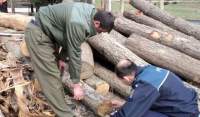 Percheziții la hoții de lemne din zona Pașcaniului: cantitate mare de material lemnos, descoperită de polițiști