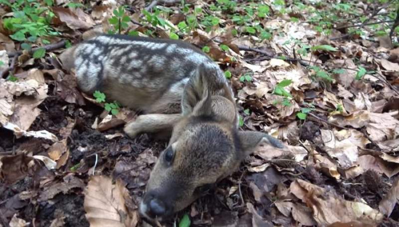 Imagini inedite cu... Bambi. Pui de căprioară născut de puțin timp, găsit de silvicultorii din Putna ascuns în tufișuri (VIDEO)