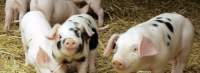 Fraudă cu fonduri europene la o fermă de porci din Iași