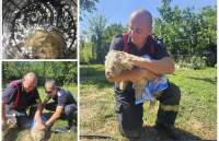 Misiune specială pentru pompierii din Iași. Au salvat un cățel care căzuse într-o fântână adâncă de aproximativ 10 metri