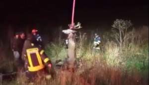 Cerb căzut într-un canal aflat pe marginea DN 15, salvat de pompierii din Mureș (VIDEO)