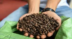 Prețul cafelei robusta a atins un maxim istoric din cauza fenomenului meteorologic El Nino