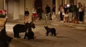 Val de indignare în Italia după uciderea unei ursoaice cu doi pui
