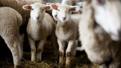 40 de oi, descoperite într-un apartament din Franța. Animalele urmau să fie sacrificate