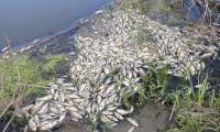 Dezastru ecologic pe Bahlui: „Apa e neagră. Malurile sunt albe cu pești morți”