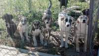 Iași, cel mai mare abator de câini din Moldova