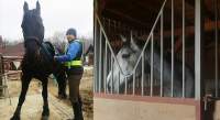 Poliţişti fricoşi pentru 10 cai frumoşi