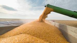 PSD cere MAE suspendarea temporară a exporturilor de cereale din Ucraina pe piața românească, pe modelul Polonia