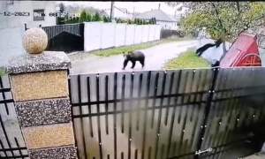 Panică într-o comună din judeţul Iaşi după ce o ursoaică cu doi pui a încercat să intre într-un magazin (VIDEO)